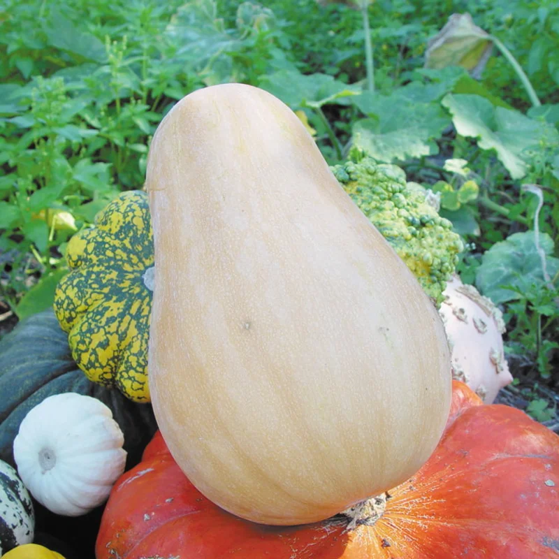 Moschata squash - Sucrine du Berry