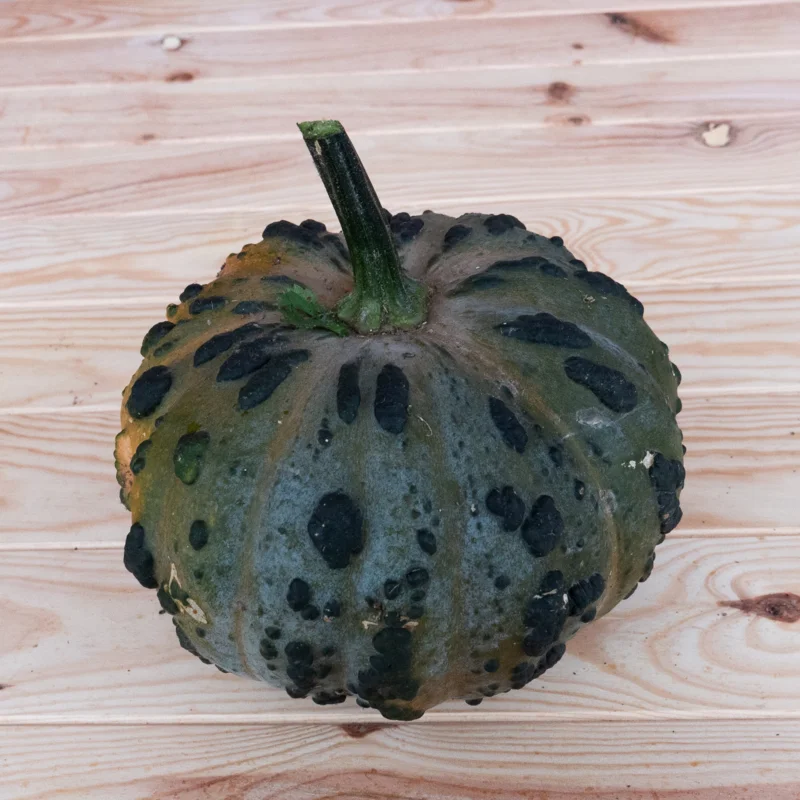 Moschata squash - Musquée du Maroc