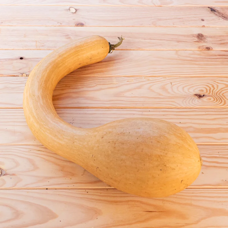 Moschata squash - Tromba d'Albenga