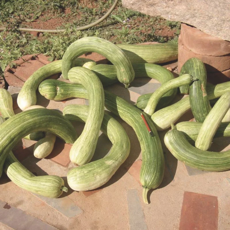 Moschata squash - Longue de Nice