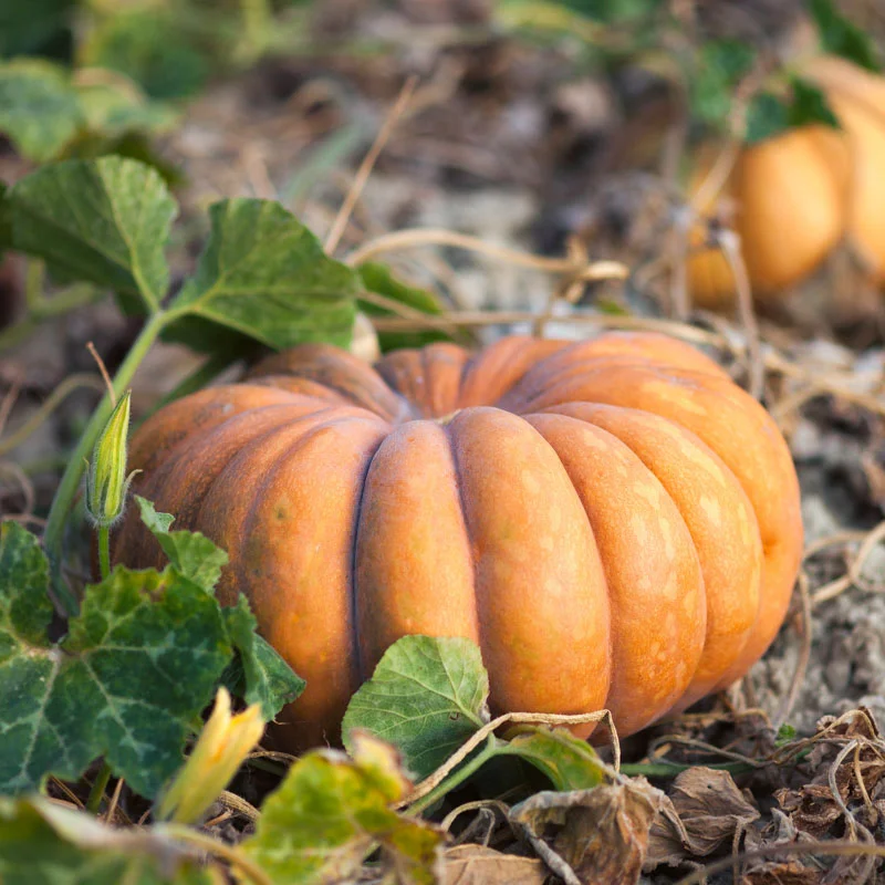 Moschata squash - Musquée de Provence