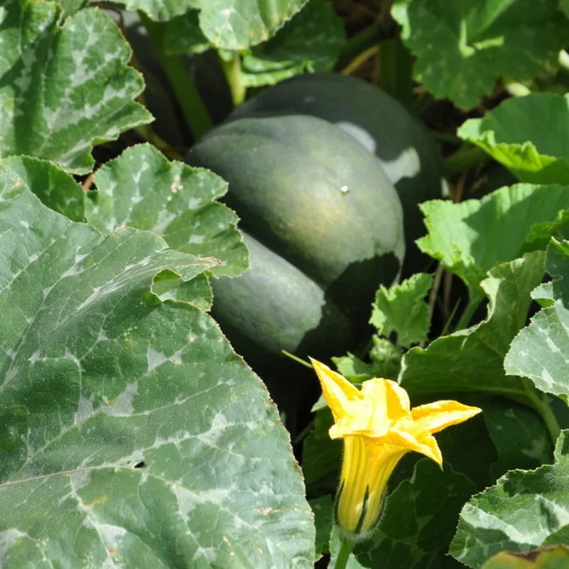 Moschata squash - Musquée de Provence