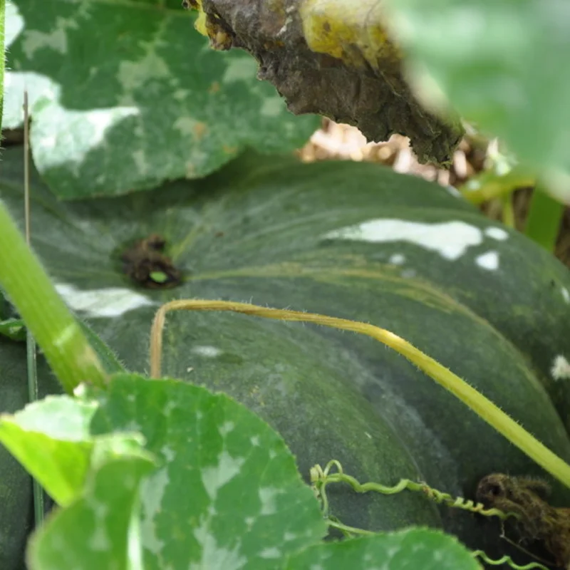 Moschata squash - Musquée de Provence