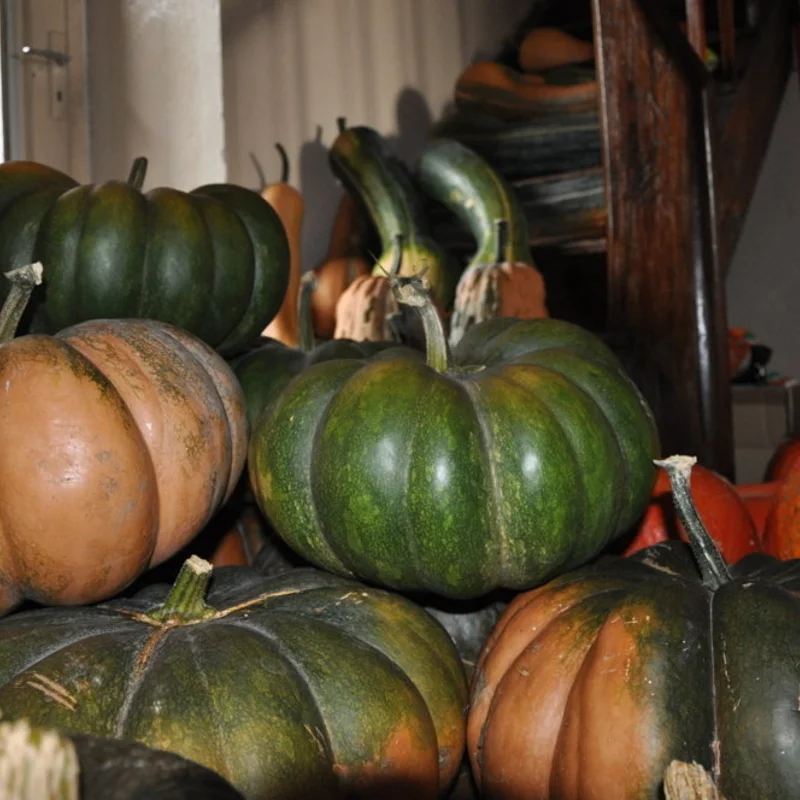 Moschata squash - Musquée de Provence