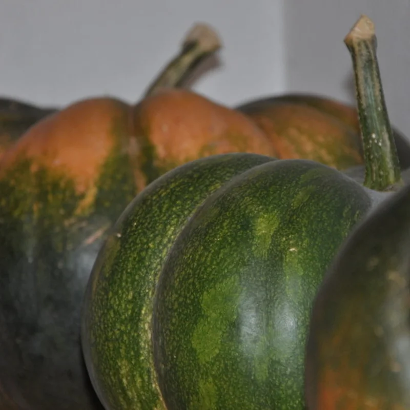 Moschata squash - Musquée de Provence