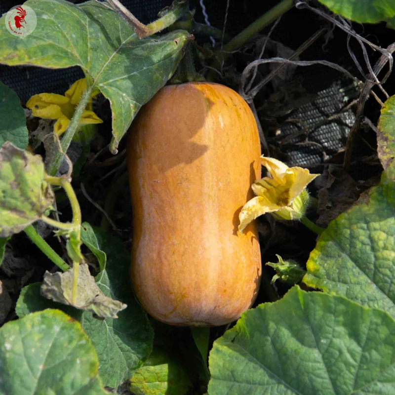 Moschata squash - Butternut Honey Nut