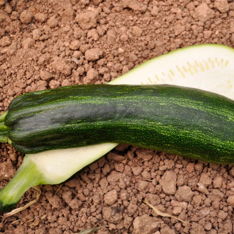 Zucchinis - Cocozelle