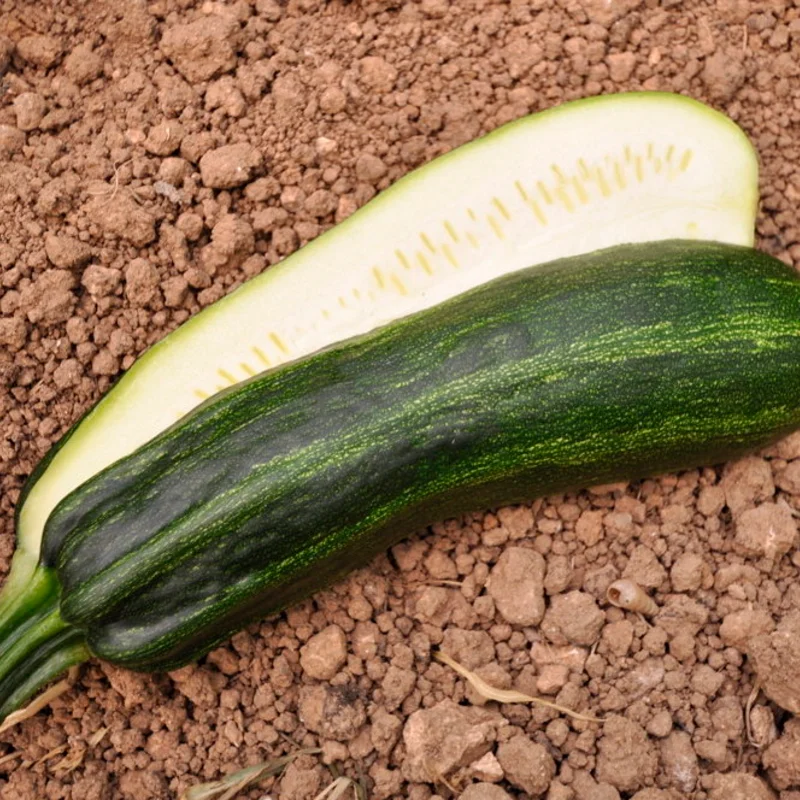 Zucchinis - Cocozelle