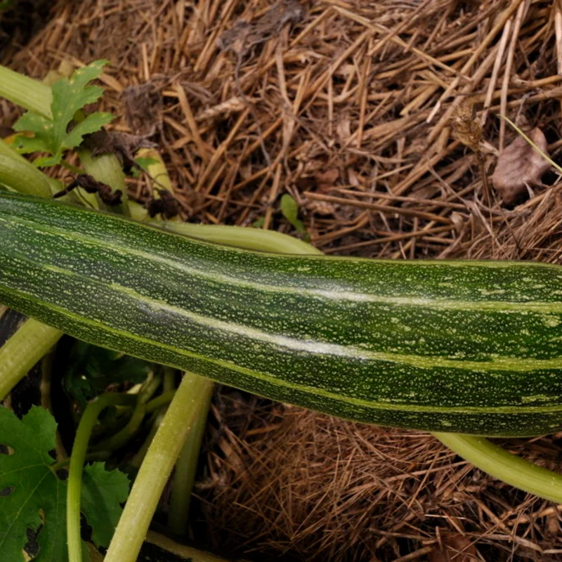 Zucchinis - Cocozelle