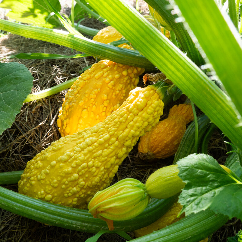 Zucchinis - Yellow Crookneck 