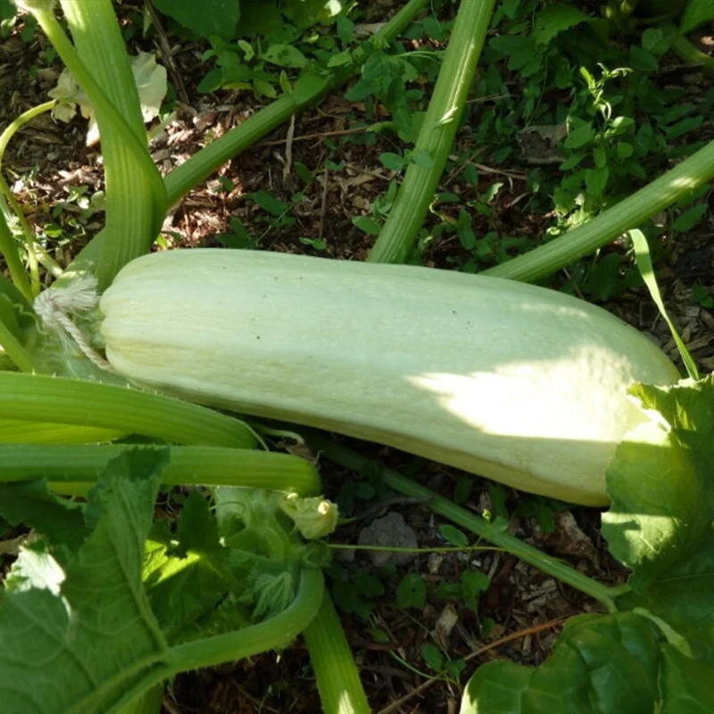 Zucchinis - Bou Tozzina