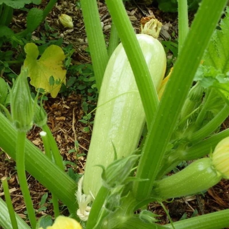 Zucchinis - Bou Tozzina