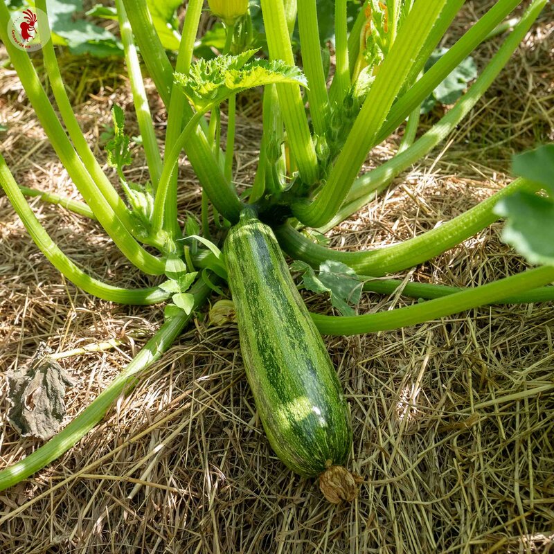 Zucchinis - Nimba