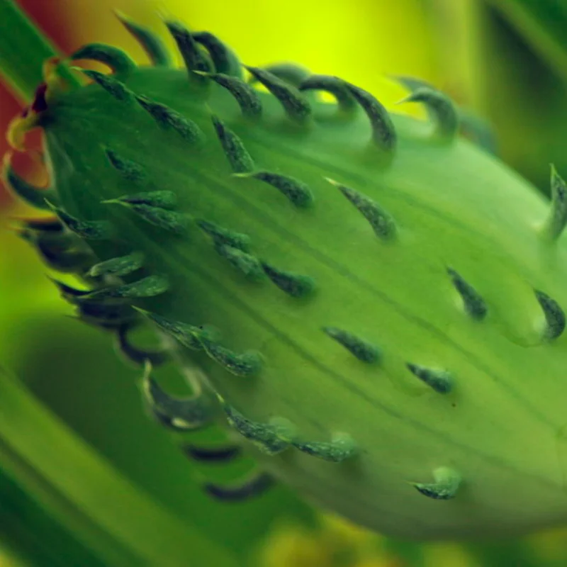 Cyclanthere - Lady's Slipper