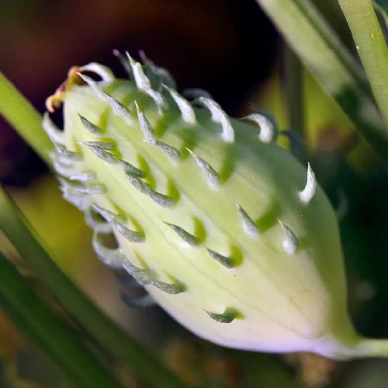 Cyclanthere - Lady's Slipper