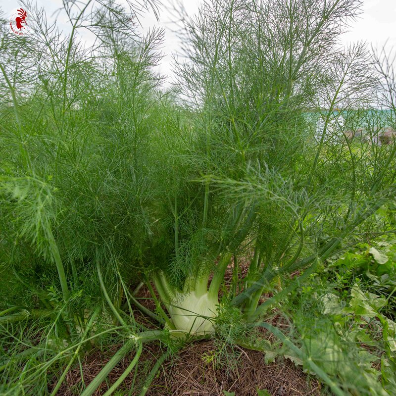 Fennel - Perfection