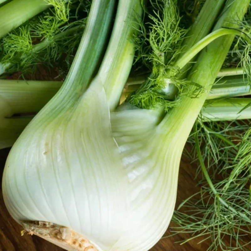 Fennel - Zefa Tardo