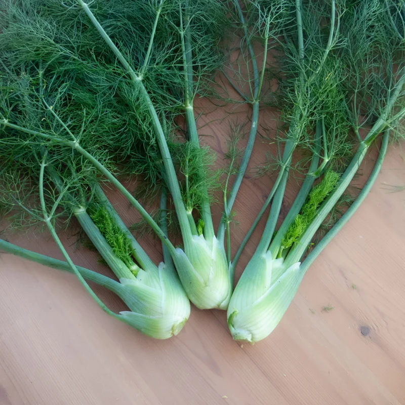 Fennel - Zefa Tardo