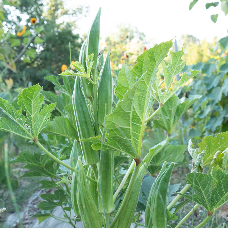 Okra - Cow Horn