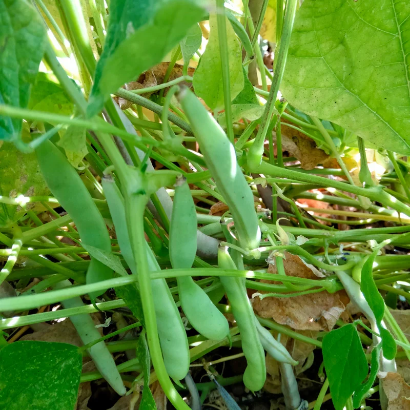 Common Bean - Midnight Black Turtle