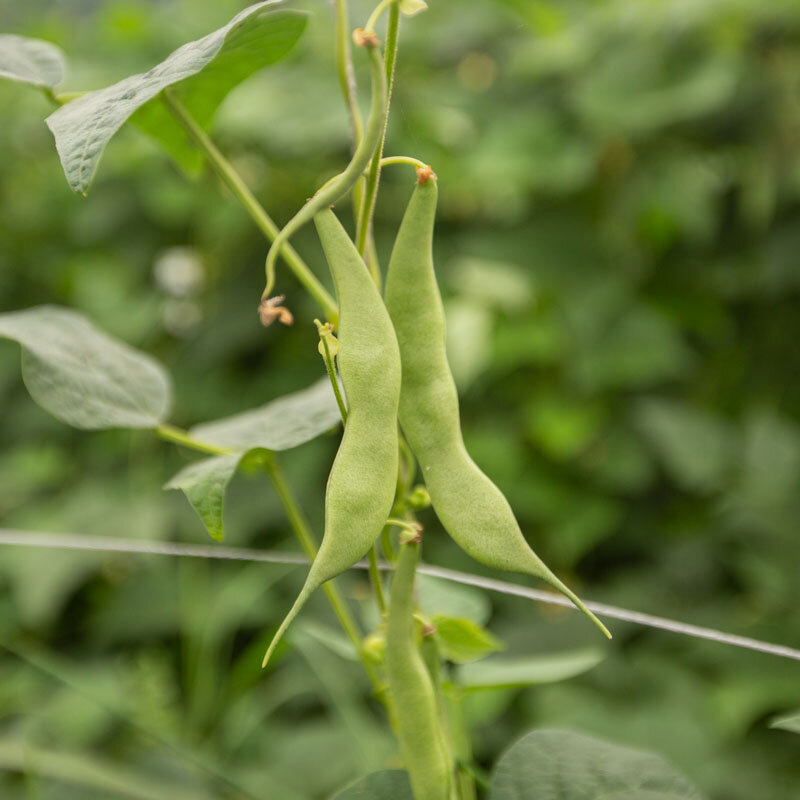 Common Bean - Tarbais