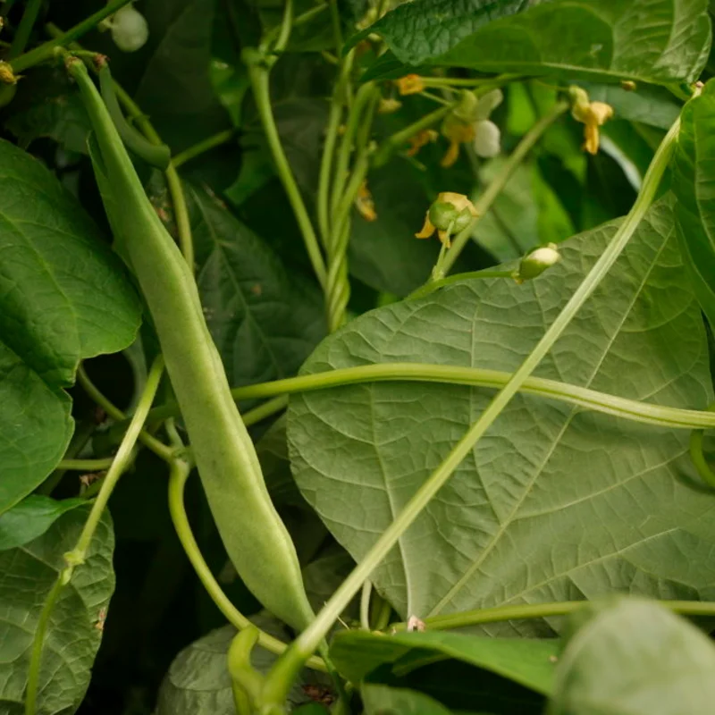 Common Bean - Tarbais