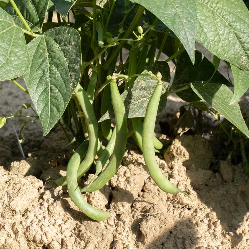 Common Bean - Flageolet Chevrier Vert