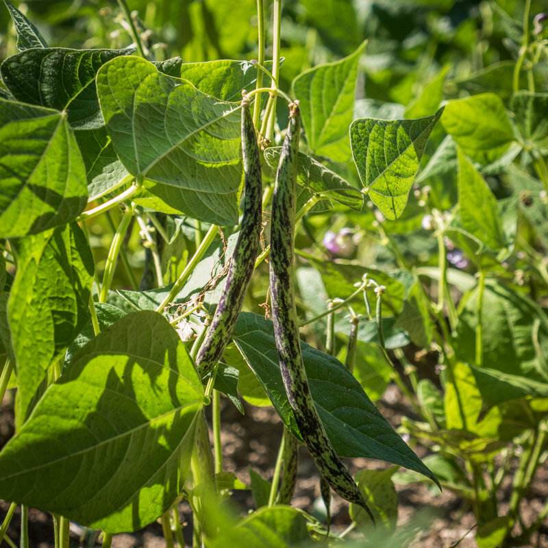 Common Bean - Borlotto