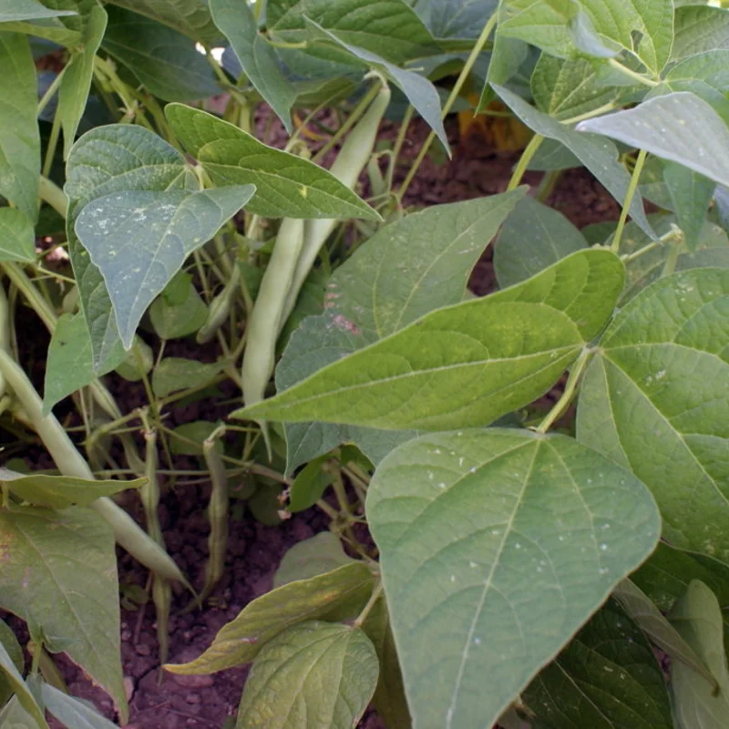 Common Bean - Rognon de Pont l'Abbé