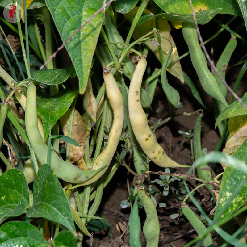 Common Bean - Rognon de Pont l'Abbé