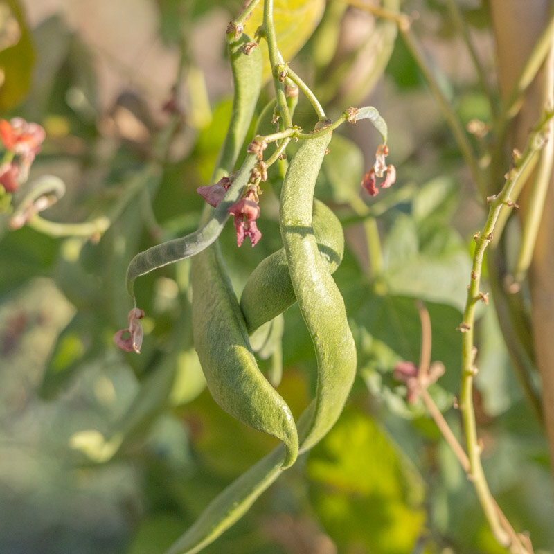 Runner beans - Scarlet Runner