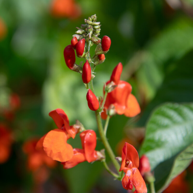 Runner beans - Scarlet Runner