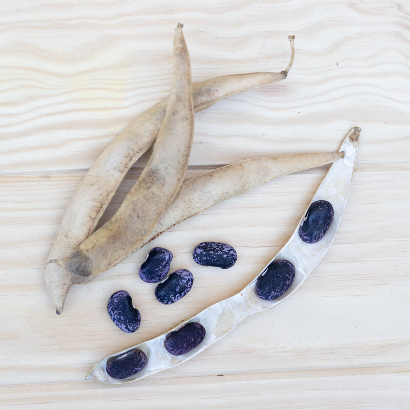 Runner beans - Scarlet Runner