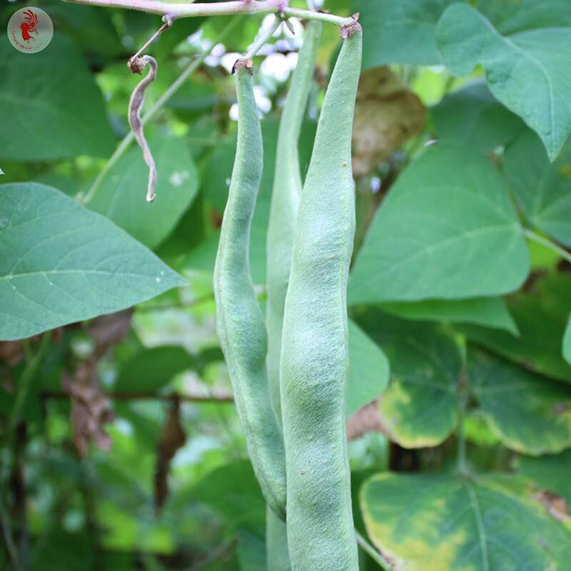 Runner beans - Streamline