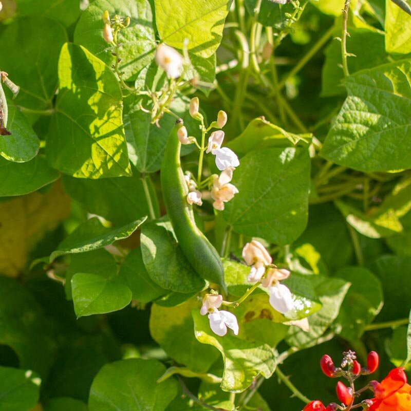 Runner beans - Button