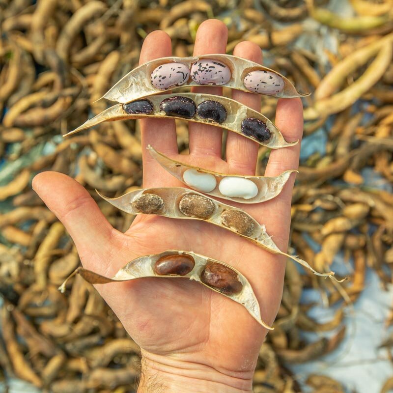 Runner beans - Button