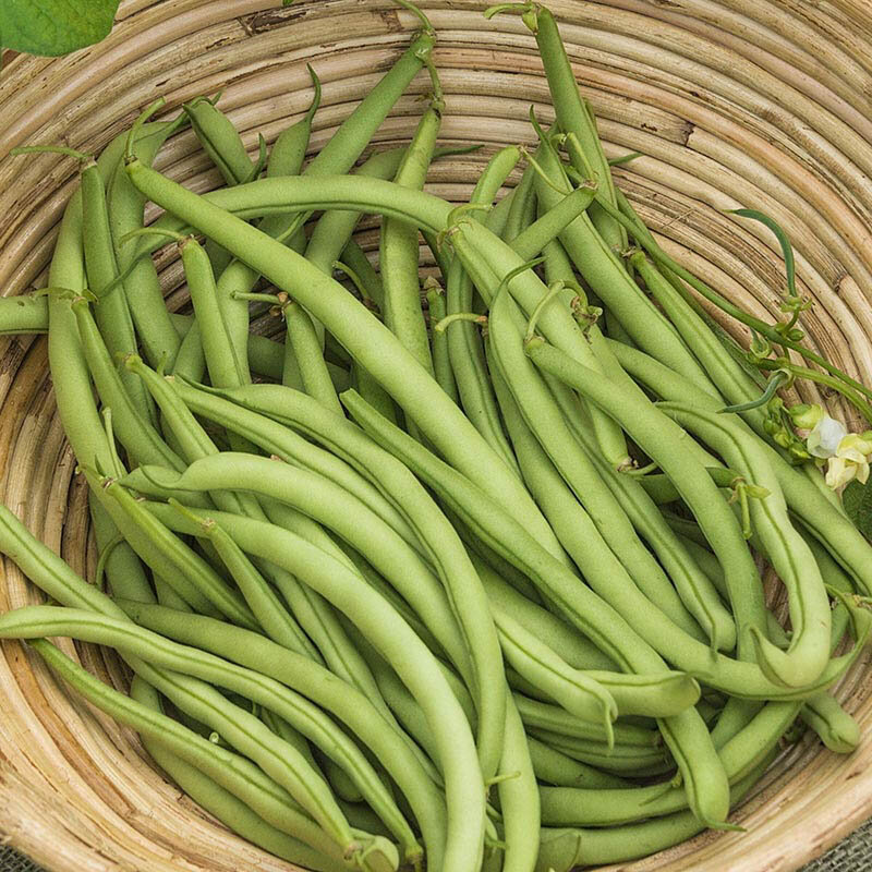 Common beans - Contender