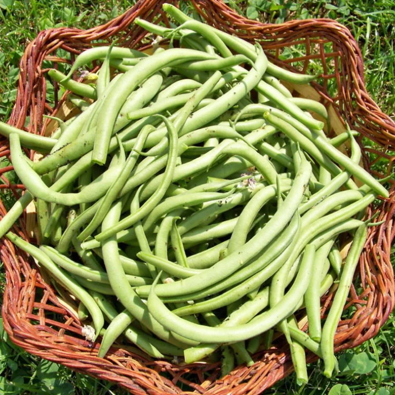 Common beans - Contender