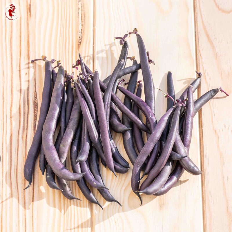 Common beans - Purple Queen