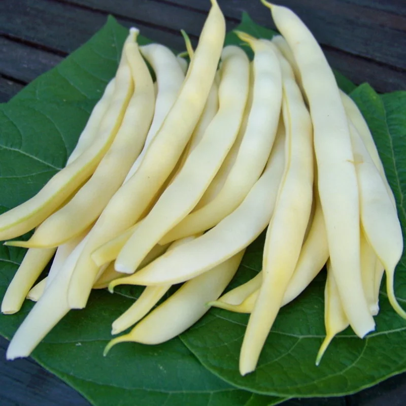 Common beans - Beurre de Rocquencourt