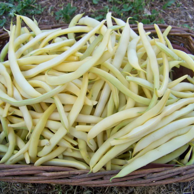 Common beans - Beurre de Rocquencourt