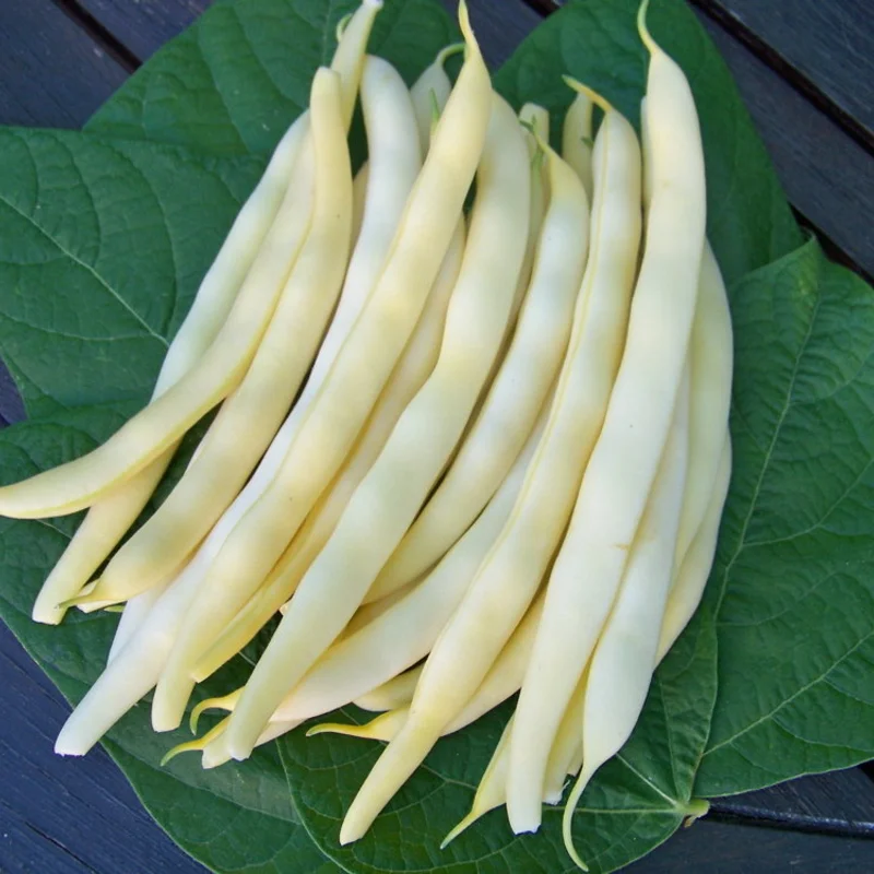 Common beans - Beurre de Rocquencourt