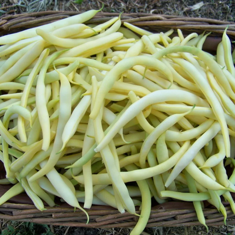 Common beans - Beurre de Rocquencourt