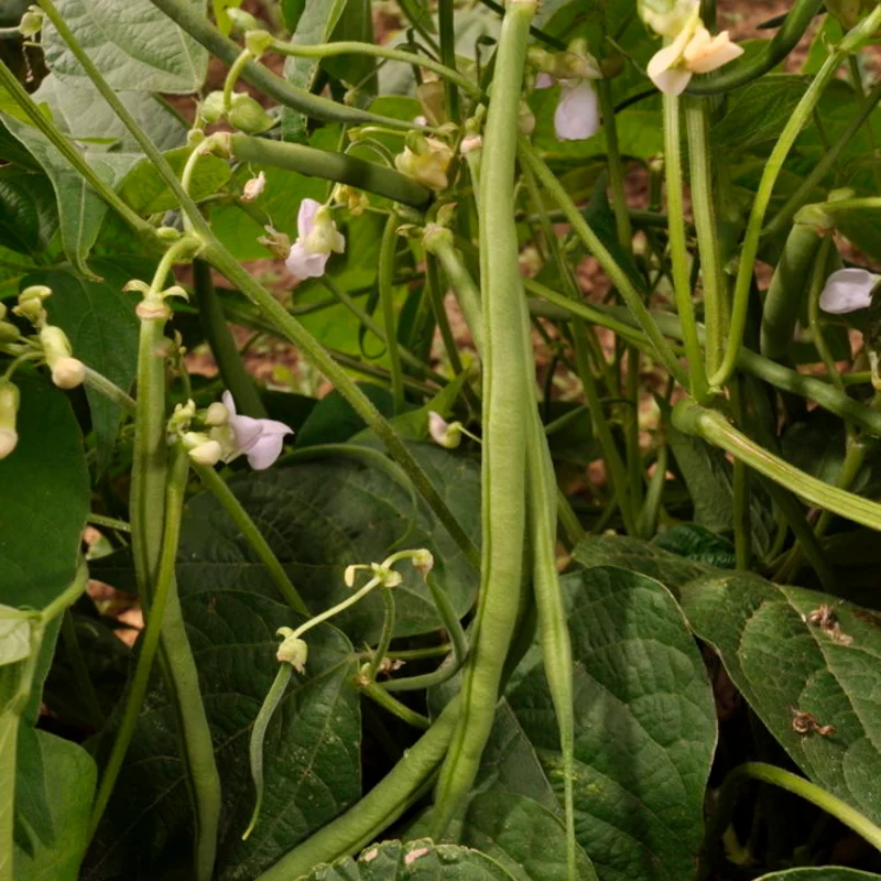 Common beans - Fin de Bagnol