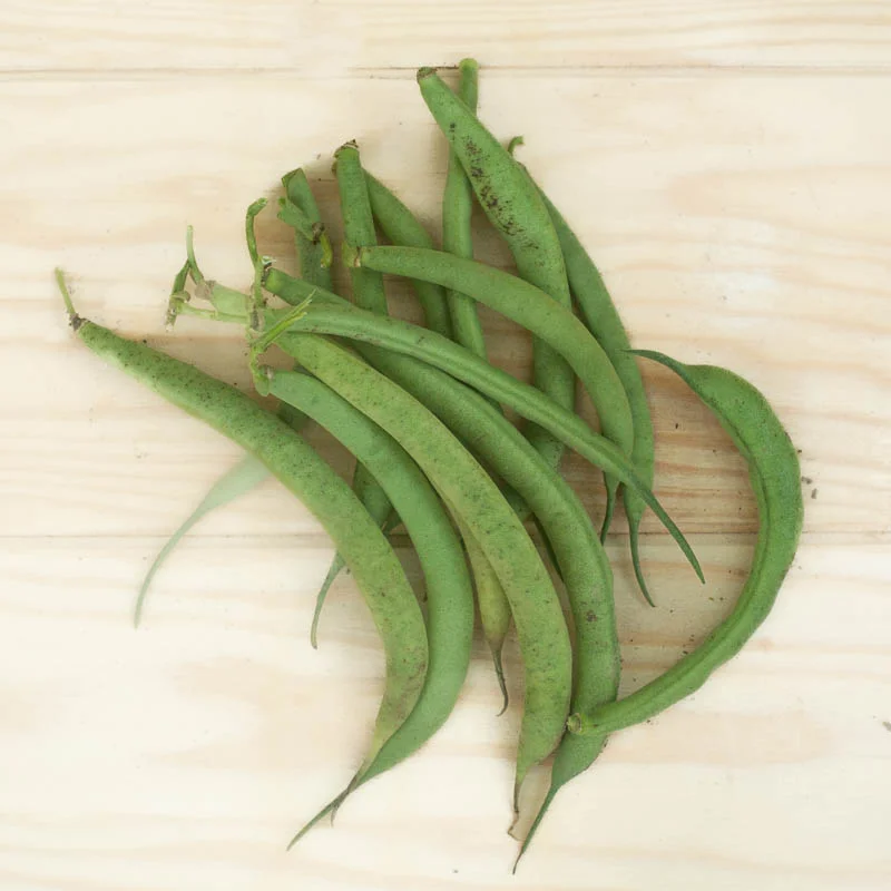 Common beans - Fin de Bagnol