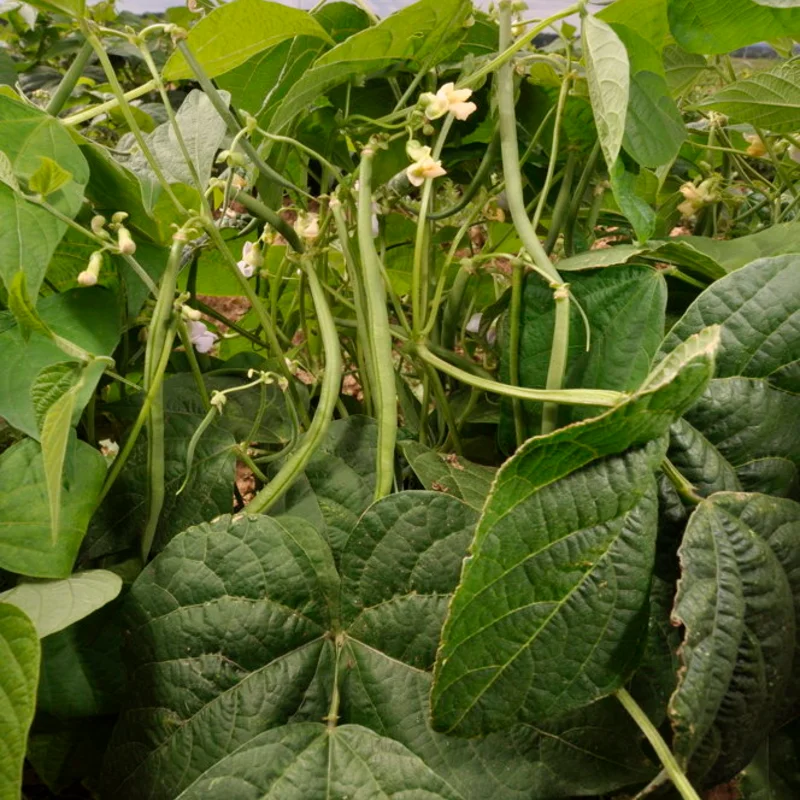 Common beans - Fin de Bagnol