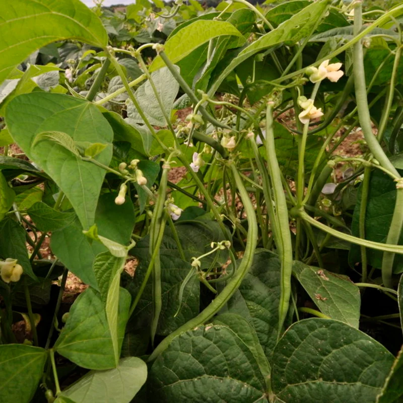 Common beans - Fin de Bagnol