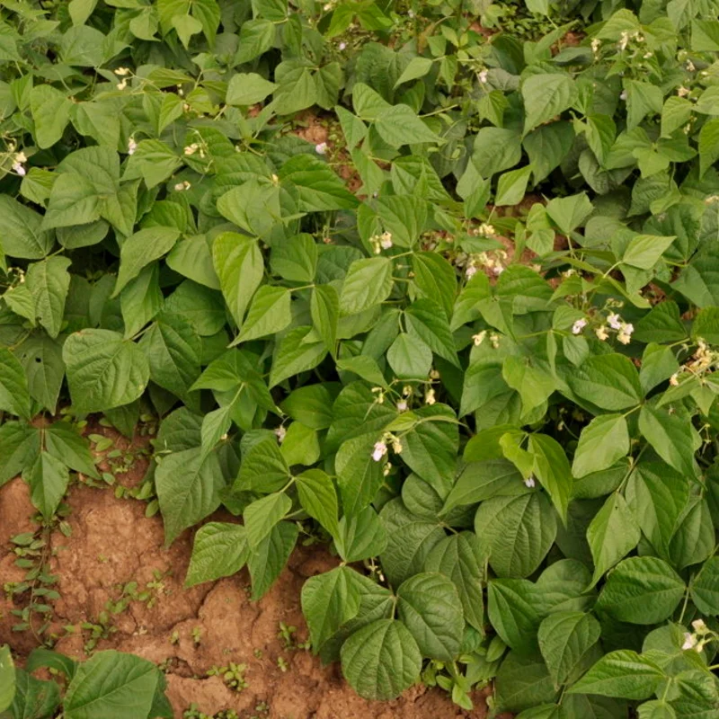 Common beans - Fin de Bagnol