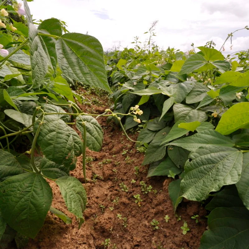 Common beans - Fin de Bagnol