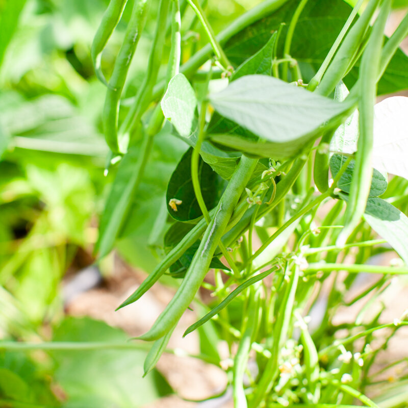 Common beans - Vert d'Autan